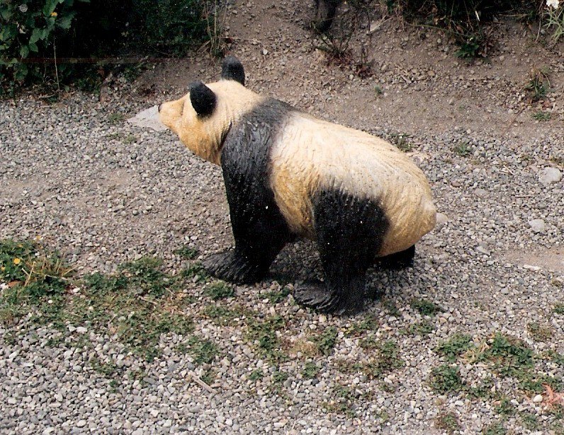 Realistic Spruce Wood Panda Bear Carving