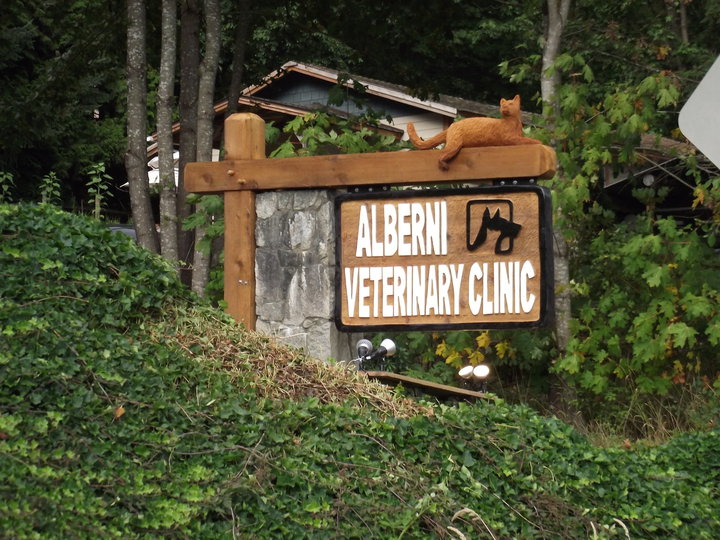 5 foot wide Alberni Veterinarian Clininc with Carved Cat mounted on top.